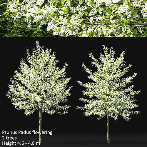 Prunus Padus 03