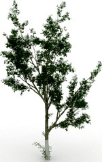 Tree 3D Model