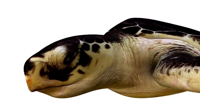 Tortoise 3d model