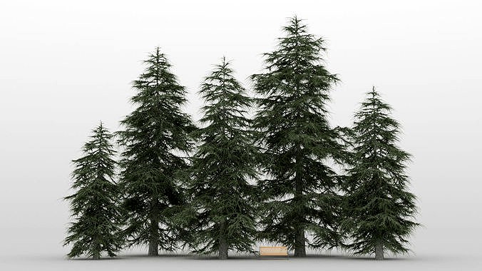 Cedar Tree Pack 01