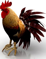 Rooster 3D Model