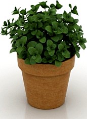 Mint 3D Model