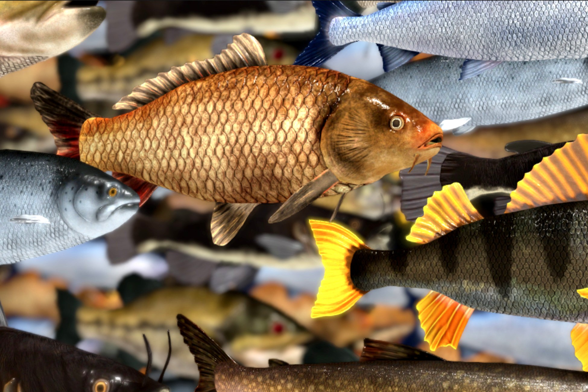 Freshwater Fish Collection