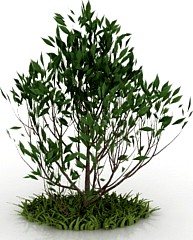 Bush 3D Model