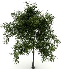 Tree 3D Model