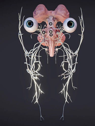 Cranial Nerves and Brain Stem 3d model