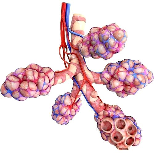 Realistic Human Bronchi Alveoli Anatomy