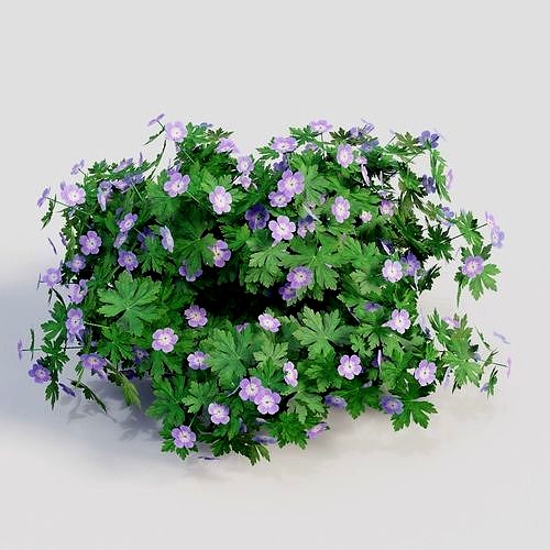 Geranium Pink