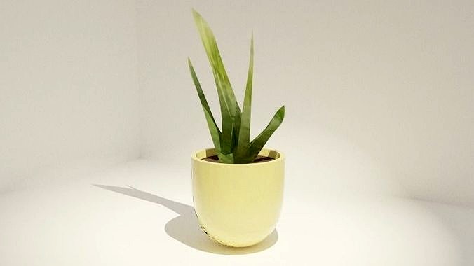Cactus pot Plant pot inside or exterior plant