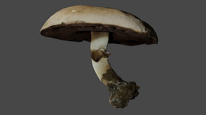 Photo-realistic Mushroom