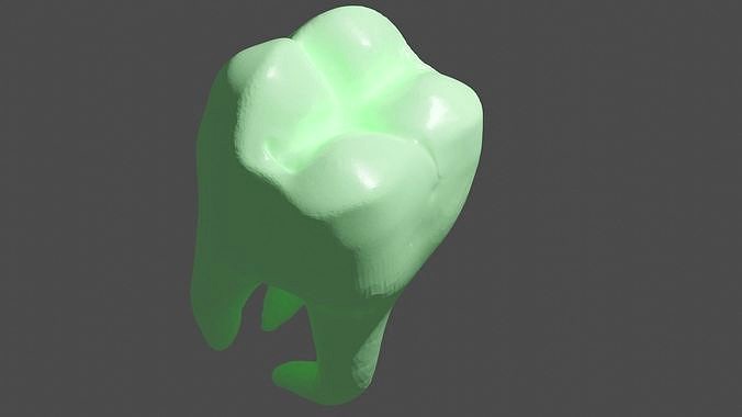 Human Molar Tooth Model