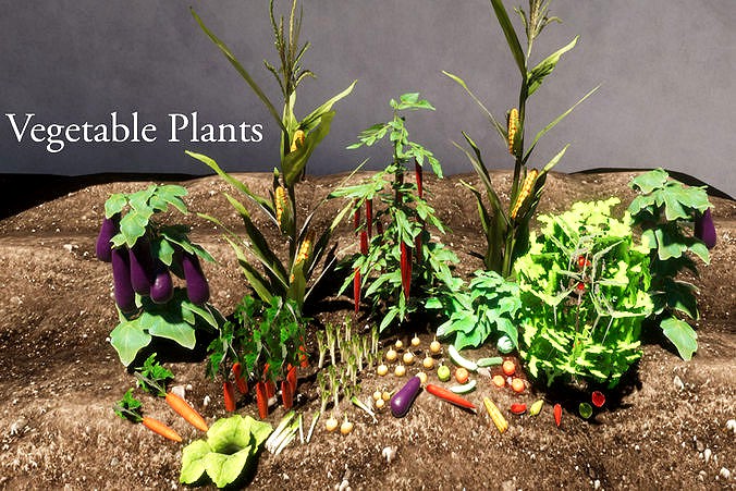 Vegetable Plants Update