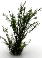 Tree 3D Model