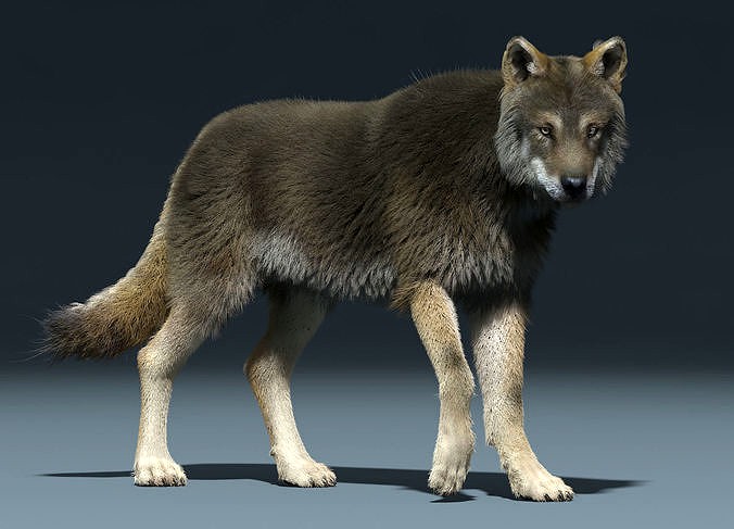 3d Wolf animal Animated Rigged wolf