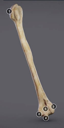 Humerus