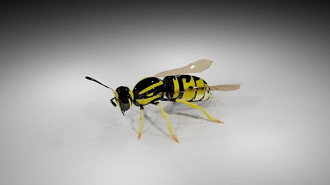 Wasp Model