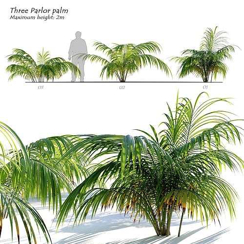 small Parlor Palm