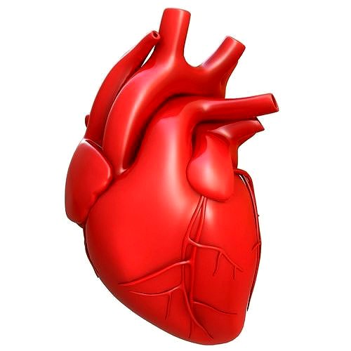 Human Heart