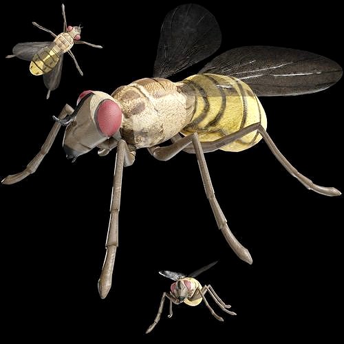 Housefly fully rigged low poly