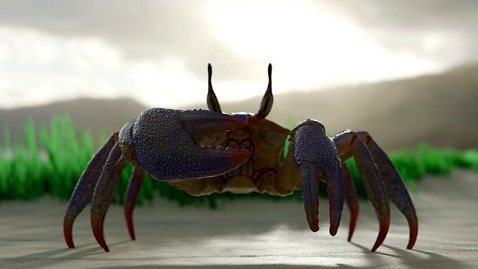 Ghost crab