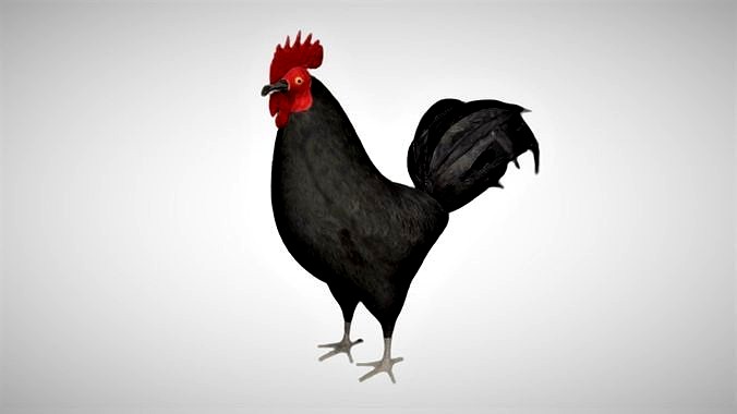 Black Rooster