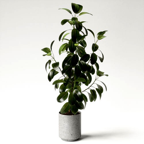 ficus elastica