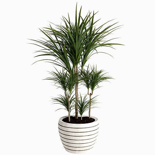 Dracaena Plant