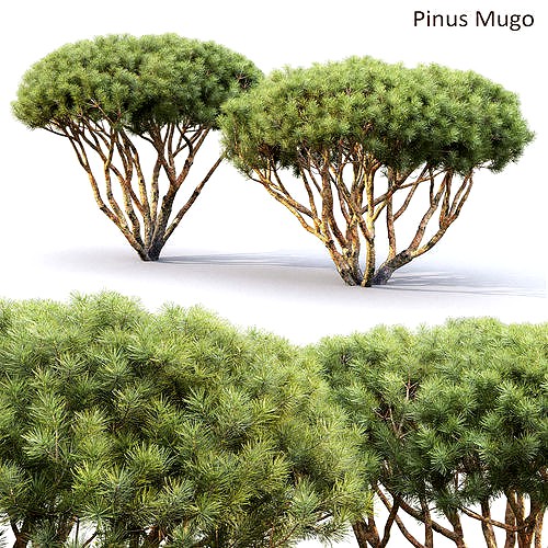 Pinus Mugo 08 H1-2m