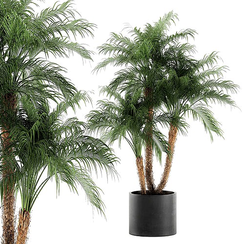 Decorative Phoenix roebelenii palm in a black flowerpot 620