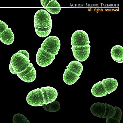Enterococcus