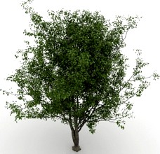 Cherry tree 3D Model