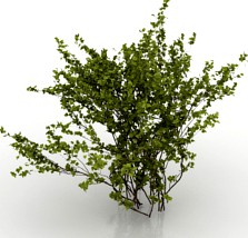 Hawthorn 3D Model