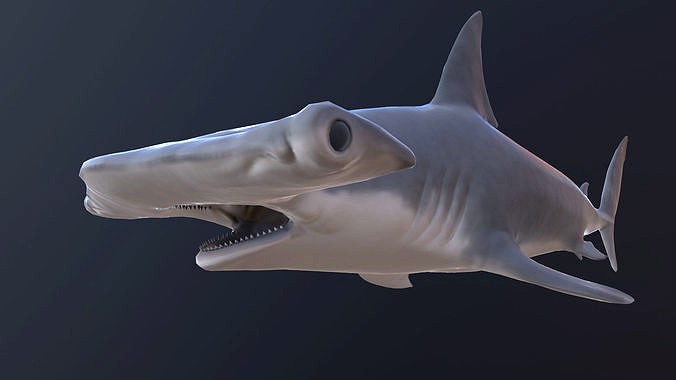 hammerhead shark