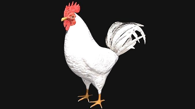 White Rooster Hen