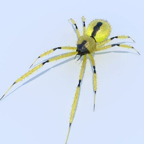 Spider Yellow sac