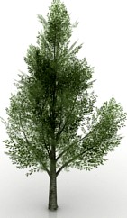 Tree 3D Model