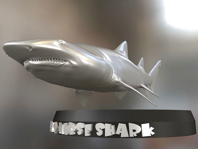 Grey Nurse Shark Printable | 3D