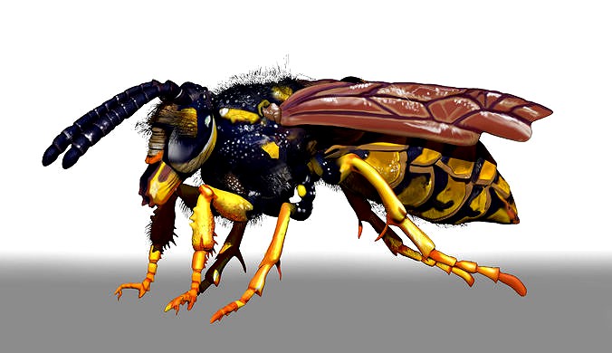 Wasp Character