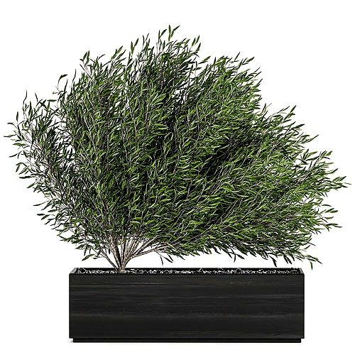 Decorative tree in a black flowerpots 801
