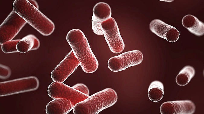 Bacillus red