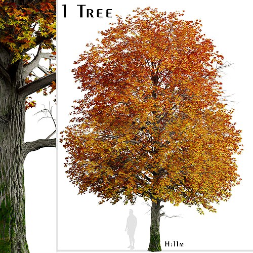 Norway Maple or Acer platanoides Tree - 1 Tree