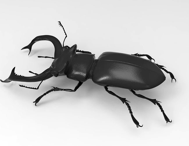 Stag beetle | 3D