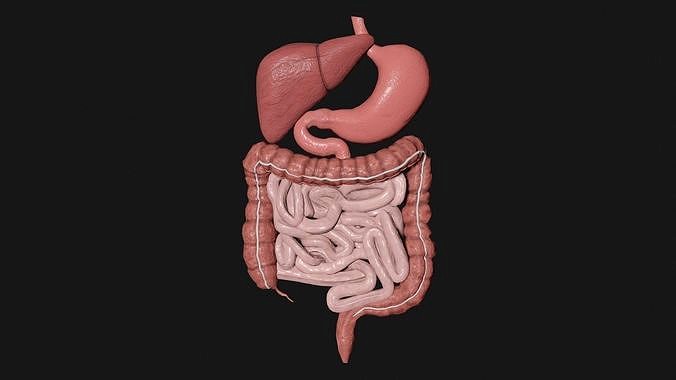 Digestive System 4