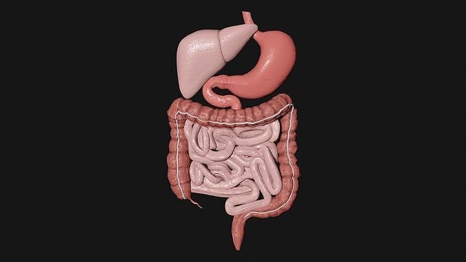 Digestive System 3