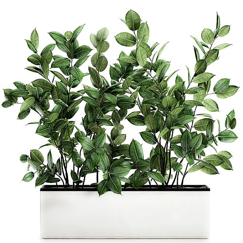 Ficus tree in flowerpots 675