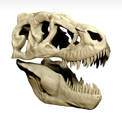 Tarbosaurus Skull Sculpt Project