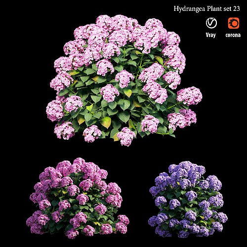 Hydrangea Plant set 23