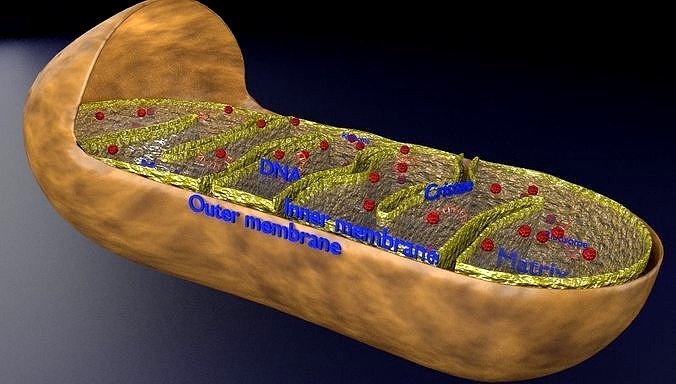Mitochondria Microscopy detailed labelled