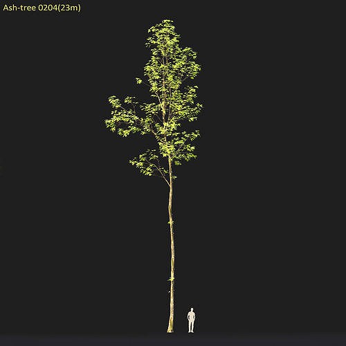 Ash-tree 0204 H23m