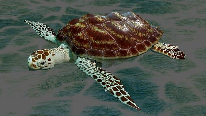 Turtle loggerhead